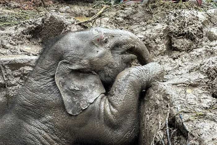 After lifting the mother, they used an excavator to clear the dirt around the hole.