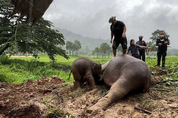 After escaping the drainage hole, the calf approached to nurse.