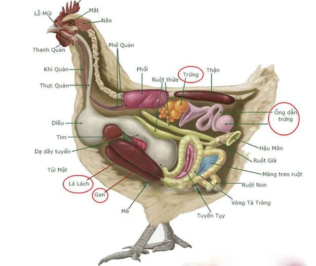 Anatomy of a chicken.