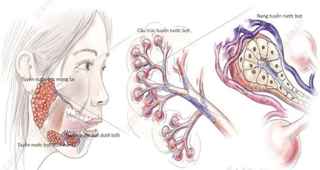 Anatomy of salivary glands.