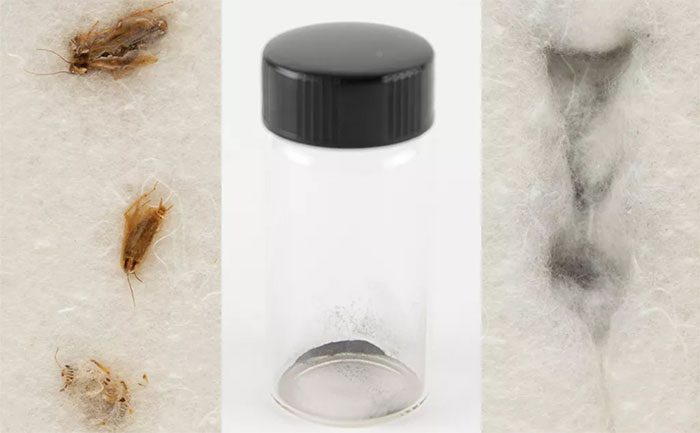 Why was Moon dust fed to cockroaches and collected as waste?