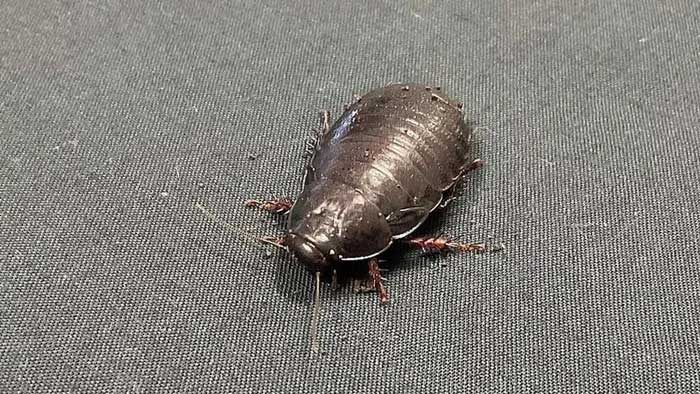 These wood-eating cockroaches once lived all over Lord Howe Island.