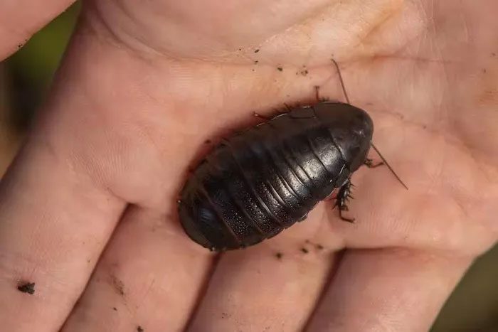 The Panesthia lata cockroach measures 22-40 mm in length, with a slightly reddish or black body.