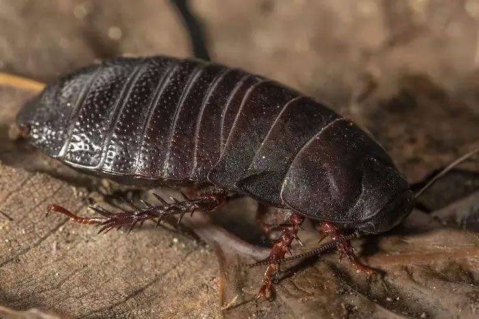 The survival of this cockroach species is great news for science.