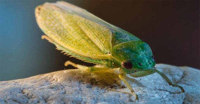Cuban cockroaches have a healthy diet.