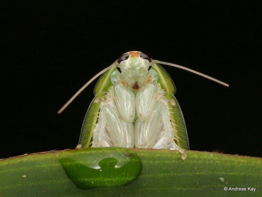 Cuban Cockroach.