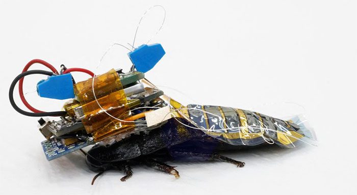 Electronic device attached to the back of a cockroach.