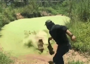 giant alligator swallowed water hamlet attack people 119226
