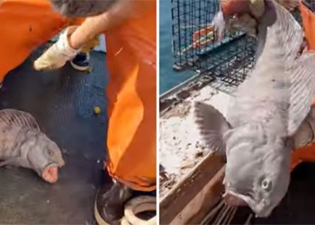 giant catfish destroyed all the crayfish in the net of american fishermen 122094