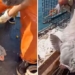 giant catfish destroyed all the crayfish in the net of american fishermen 122094