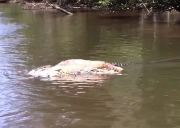 giant crocodile 70 years old dragged body on river 119552
