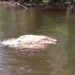 giant crocodile 70 years old dragged body on river 119552