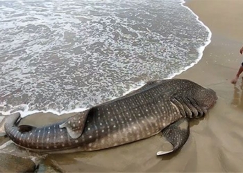 giant cuttlefish dies due to beach traffic despite rescue efforts 120763