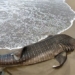 giant cuttlefish dies due to beach traffic despite rescue efforts 120763