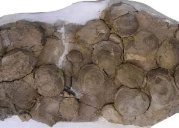 giant dinosaur 193 million years old found with complete skeleton recently discovered in argentina 118397
