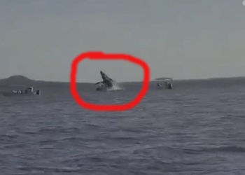 giant elephant surfaced in the water and sank 120564