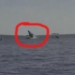 giant elephant surfaced in the water and sank 120564