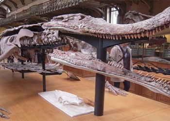 giant monster 12m eating meat dinosaur appearing in sahara 122910