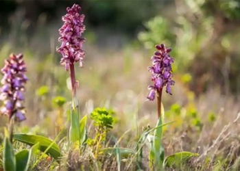 giant orchid first appears in england 119840