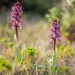 giant orchid first appears in england 119840