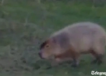 giant rat measuring over 1 meter walks quietly on golf course 118289