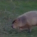 giant rat measuring over 1 meter walks quietly on golf course 118289