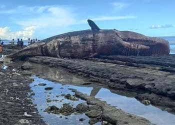giant squid appears in philippine coast causing experts to worry 120706