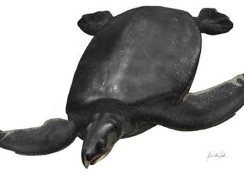 giant tortoise ancestors not as large as the extinct sharp toothed 66 million years ago 124230