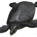 giant tortoise ancestors not as large as the extinct sharp toothed 66 million years ago 124230