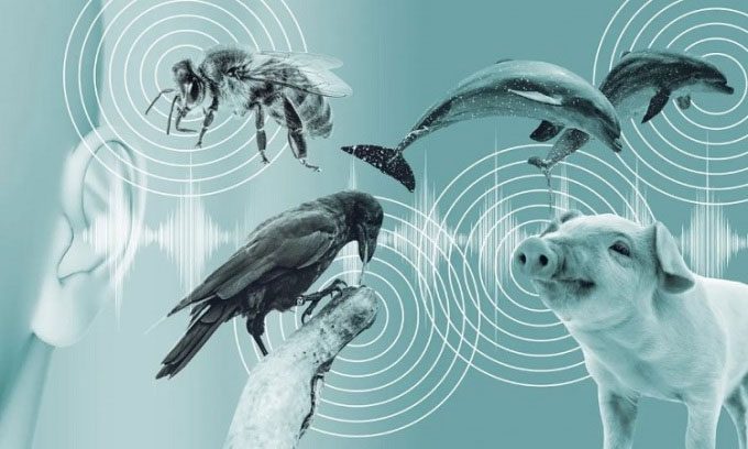 The goal of ESP is to create a common language to communicate with all species in the animal kingdom.