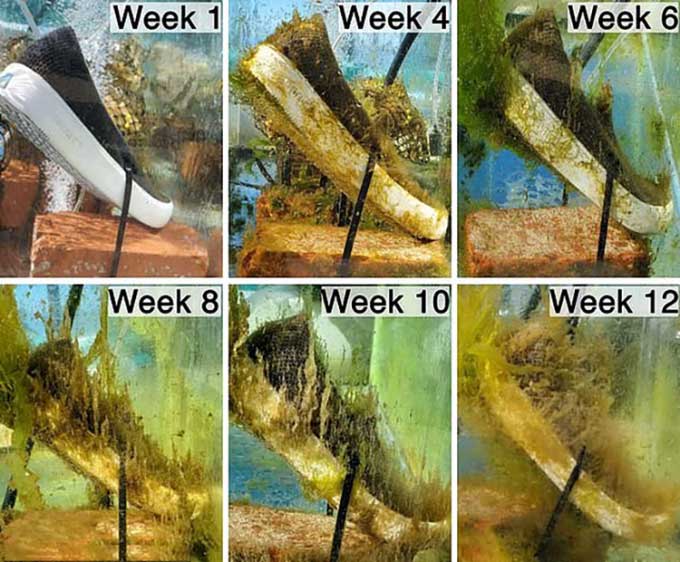 Sample shoes begin to biodegrade after just 4 weeks in water.
