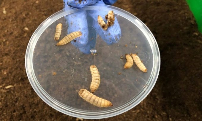 Black soldier fly larvae raised on the farm