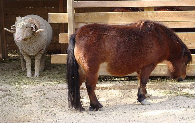 The smallest horse breed in the world