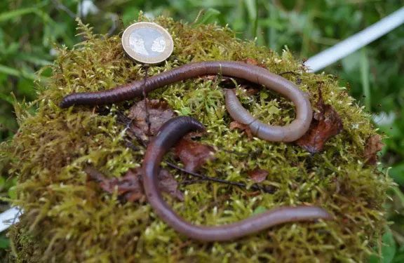 After the mass extinction, worms and shrimp were the first species to revive after this catastrophic event.