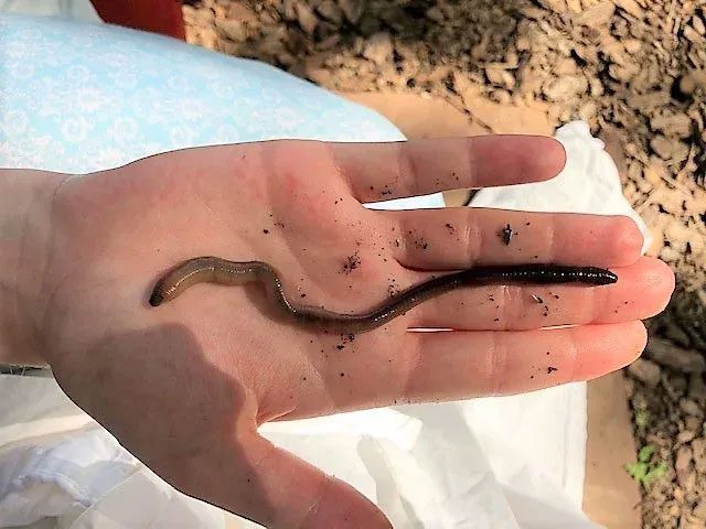 Jumping worms