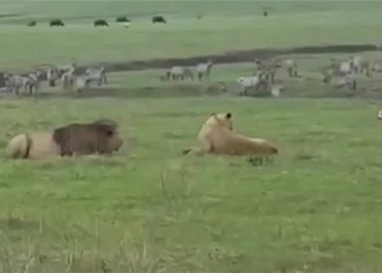 give house to near fight with lion and unexpected ending 122497