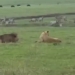 give house to near fight with lion and unexpected ending 122497