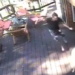 give the dog a sudden scare before the owner 121420