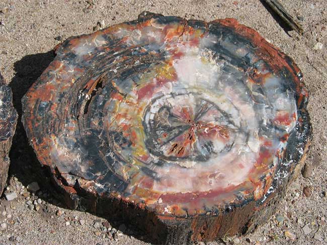 A beautiful piece of petrified wood