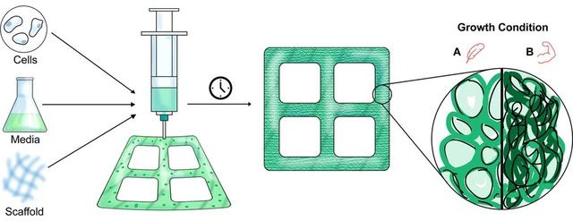 An illustration showing how plant cells can be cultured and 3D printed into custom shapes