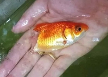 golden zombie freaks out half body under the fish bone revives fish under everything 119211