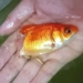 golden zombie freaks out half body under the fish bone revives fish under everything 119211