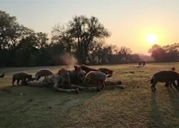 golf unfairly must stop battles due to the lion and the new ball fight on golf course 122821