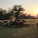 golf unfairly must stop battles due to the lion and the new ball fight on golf course 122821