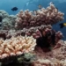 great barrier reef in australia sets new high in 36 years 122237