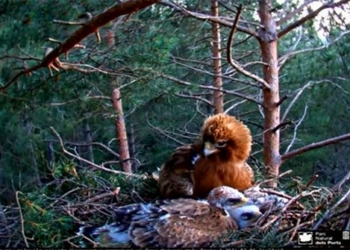 great plain forest mother at home bird cage still being sneaky enemy quickly swooping in 2 baby birds 119824