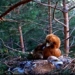 great plain forest mother at home bird cage still being sneaky enemy quickly swooping in 2 baby birds 119824