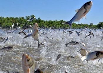 group of people sitting on the ground while the fish jumps on them why is that 118483