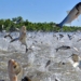 group of people sitting on the ground while the fish jumps on them why is that 118483
