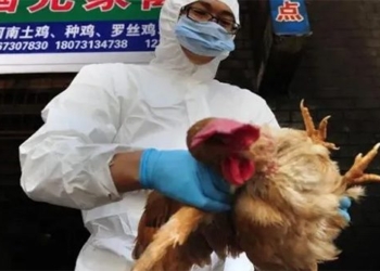 h3n8 avian influenza transmission to humans how dangerous is it 120226